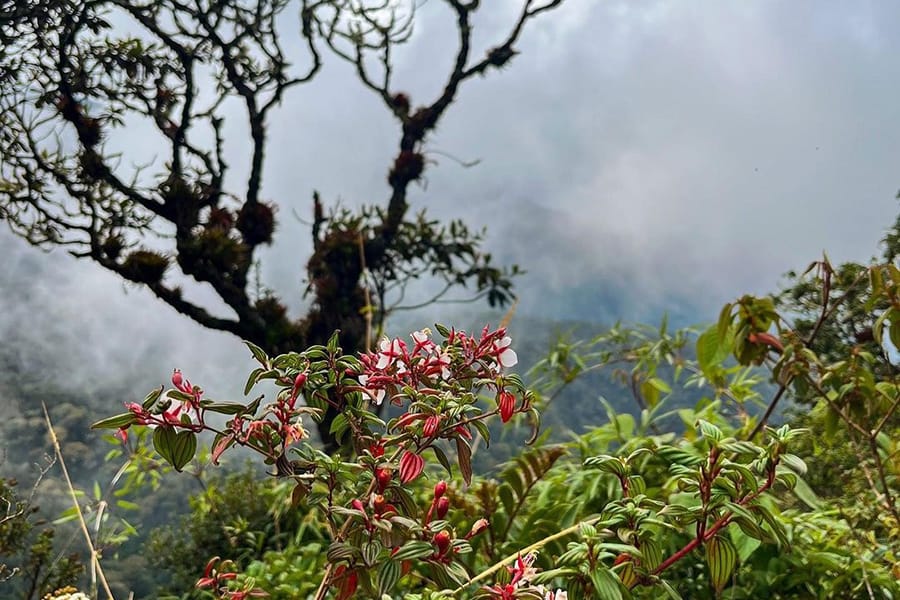 Expedición Morrogacho, Conquista la Cima del Cocora