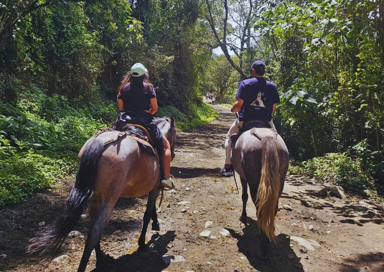 Pasadia valle del cocora y Filandia Quindio