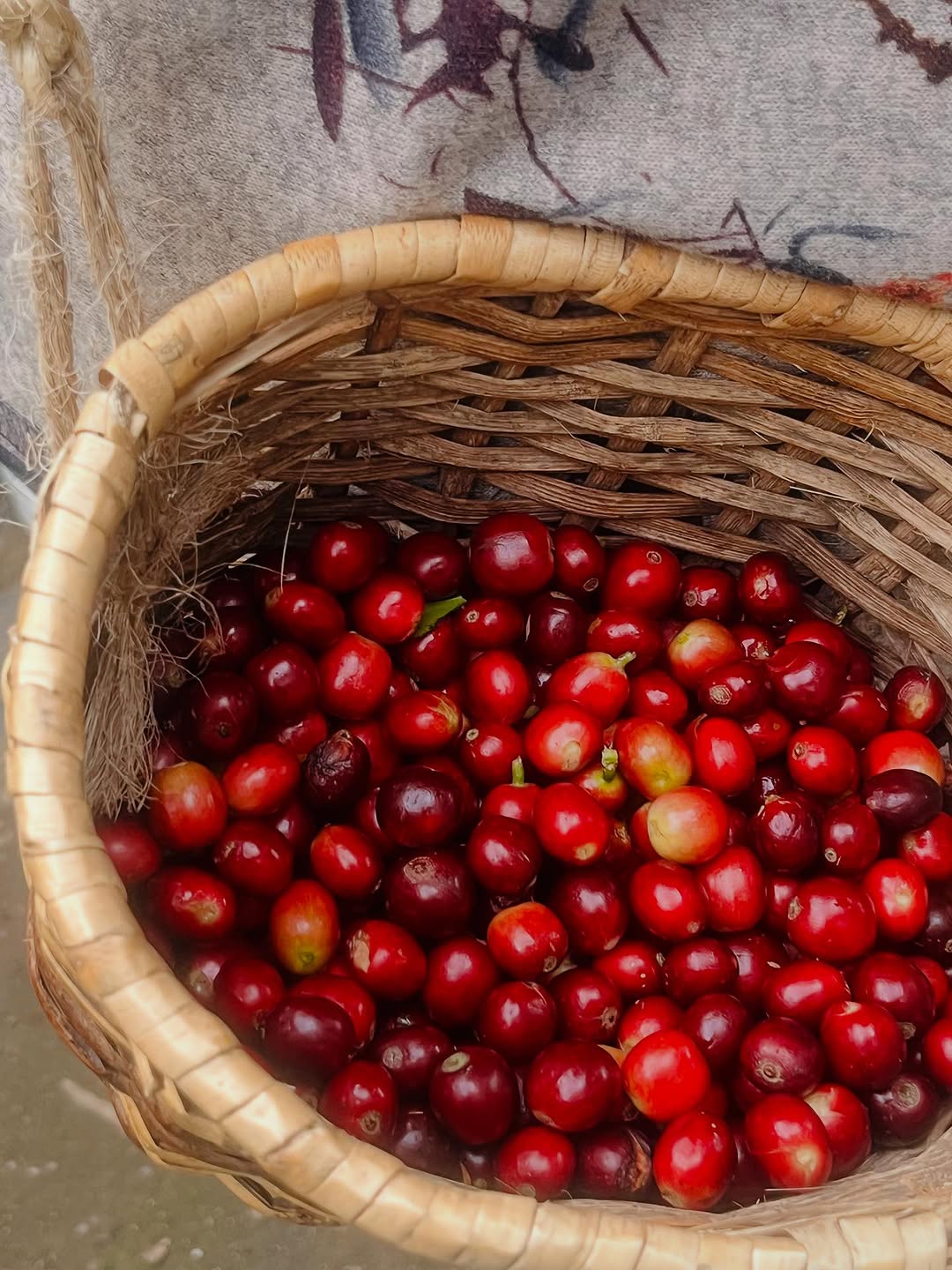 Cabalgata por las fincas cafeteras con tour del café