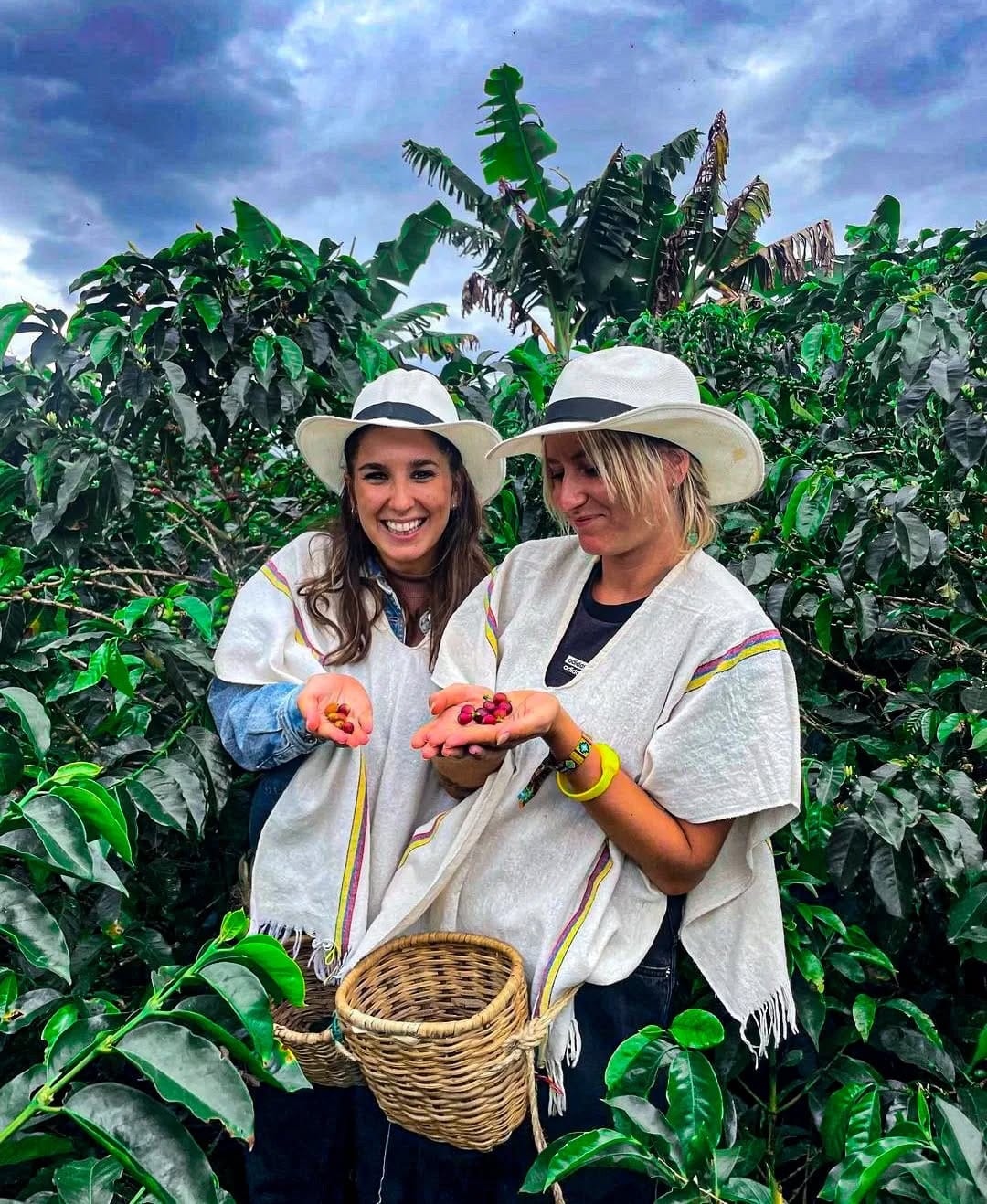 Plan Valle de cocora, filandia con monos, cafe y termales