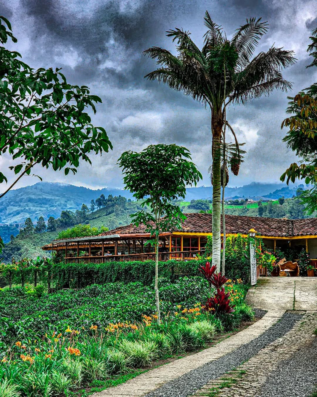 Plan Valle de cocora, filandia con monos, cafe y termales