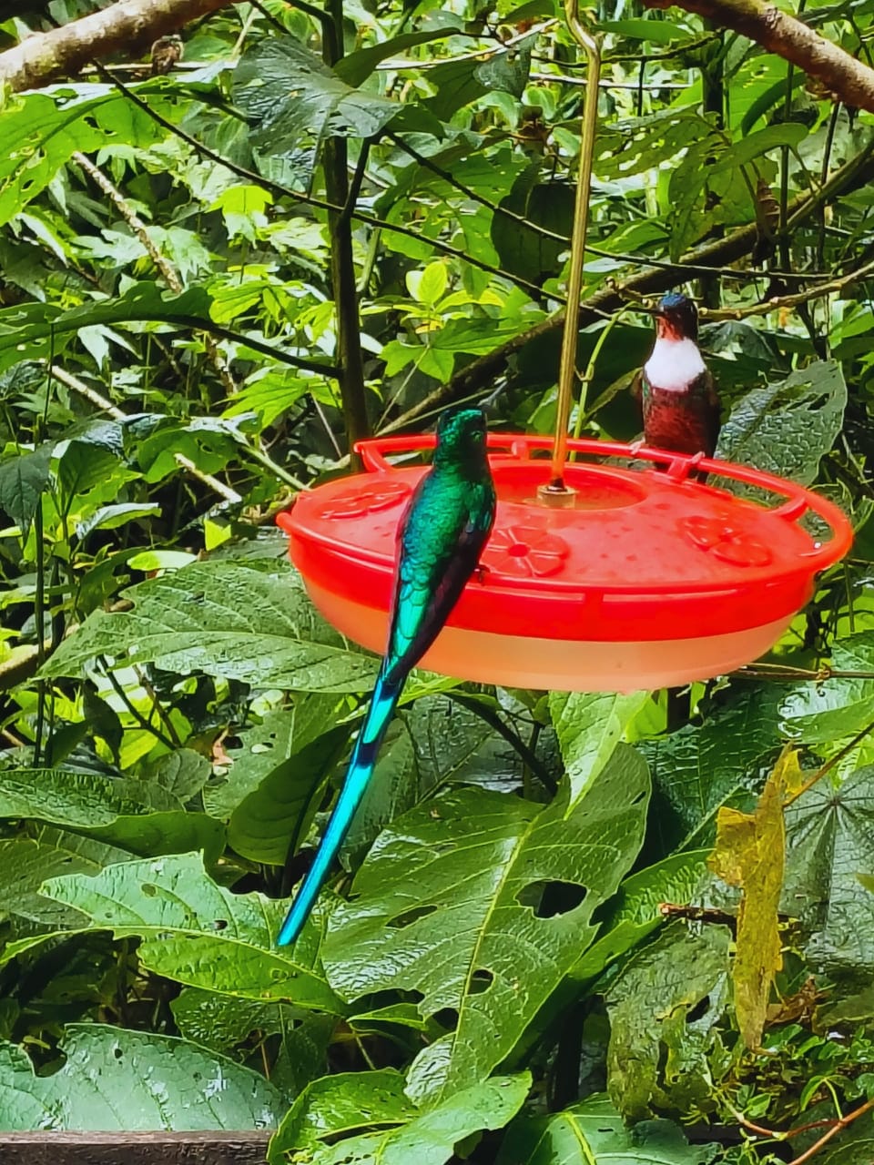 Circuito de Avistamiento de Colibrís