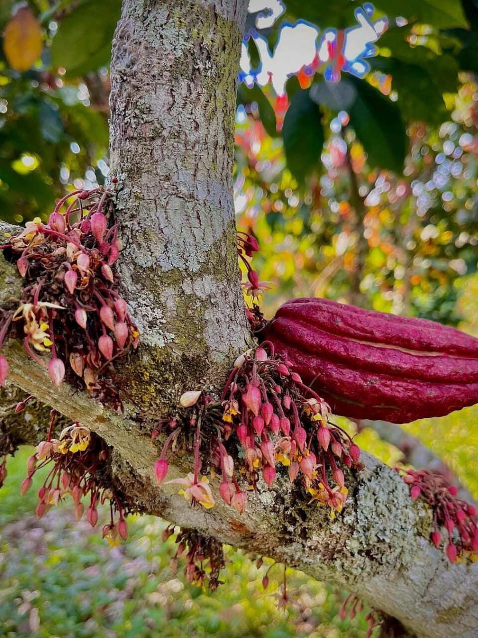 Esencia Cafetera Cocora, Filandia, Cacao, Café y Termales