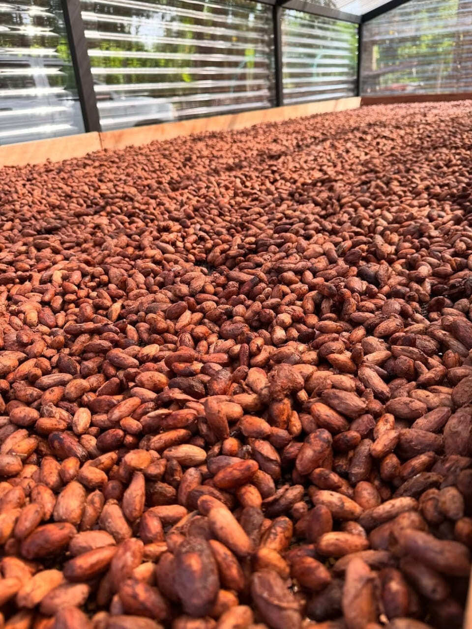 Esencia Cafetera Cocora, Filandia, Cacao, Café y Termales