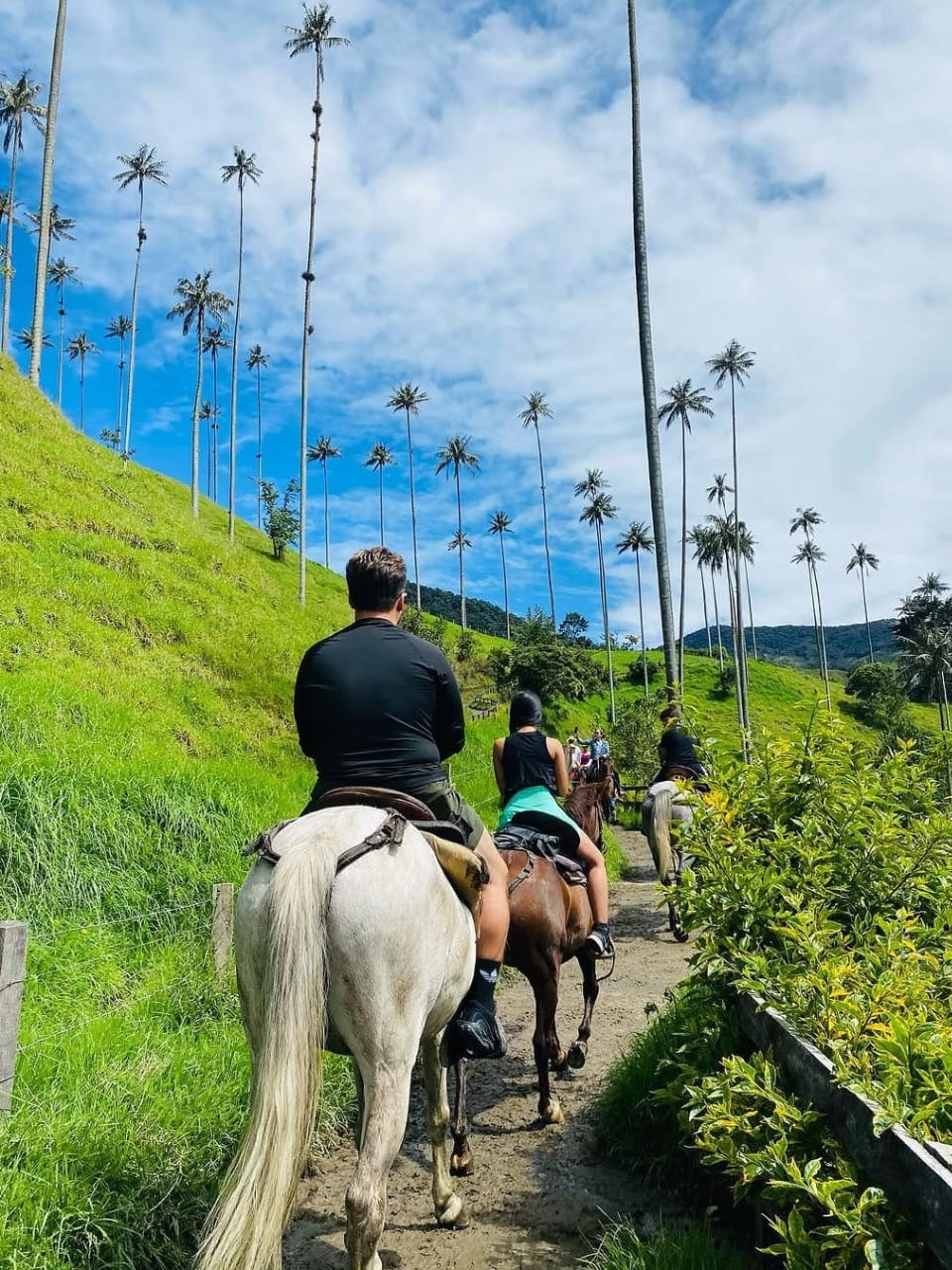 Cabalgata mixta 4 puntos Valle del Cocora