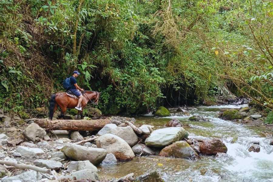 Cabalgata bosque o peña de la Virgen Valle del Cocora