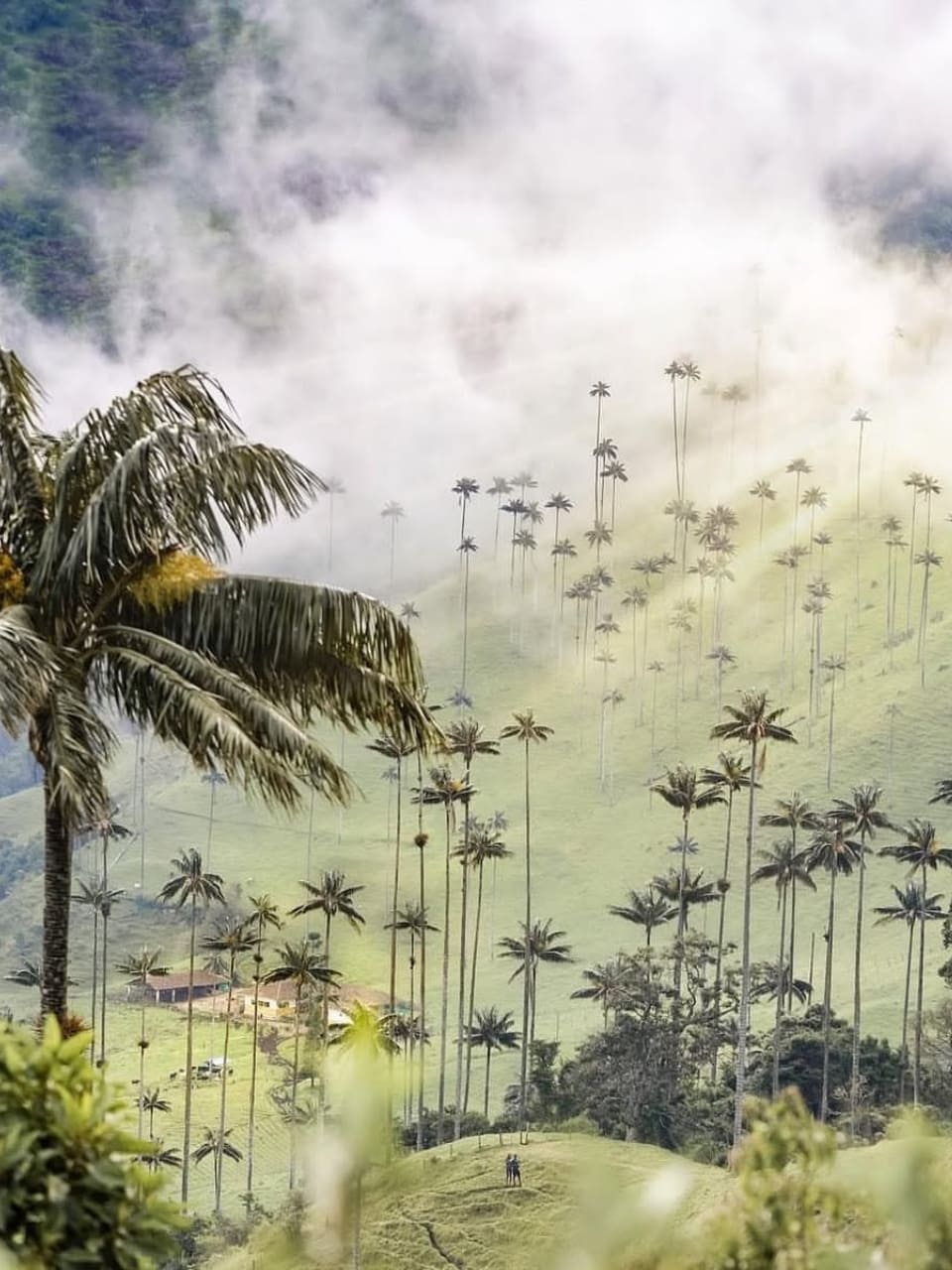Pasaporte económico familiar Valle del Cocora