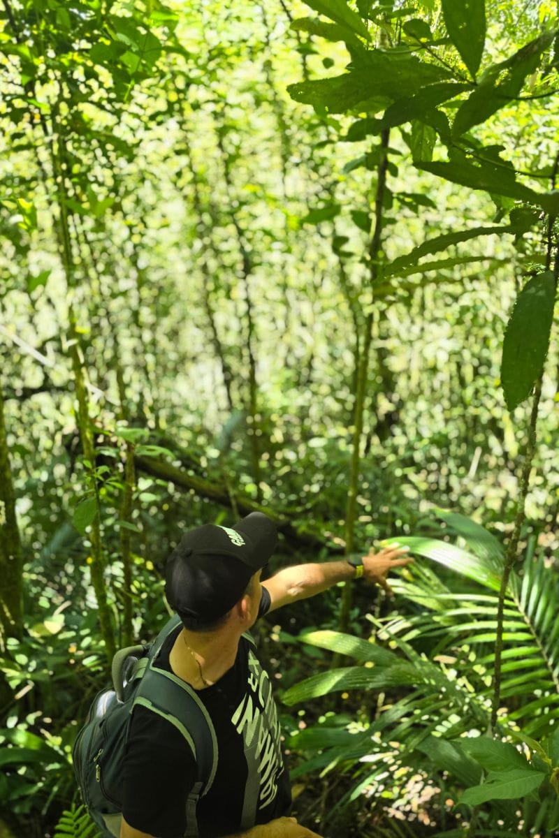 Reserva Kasaguadua: Inmersión en Bosque de Niebla, Cañonismo y Cuna de la Palma de Cera