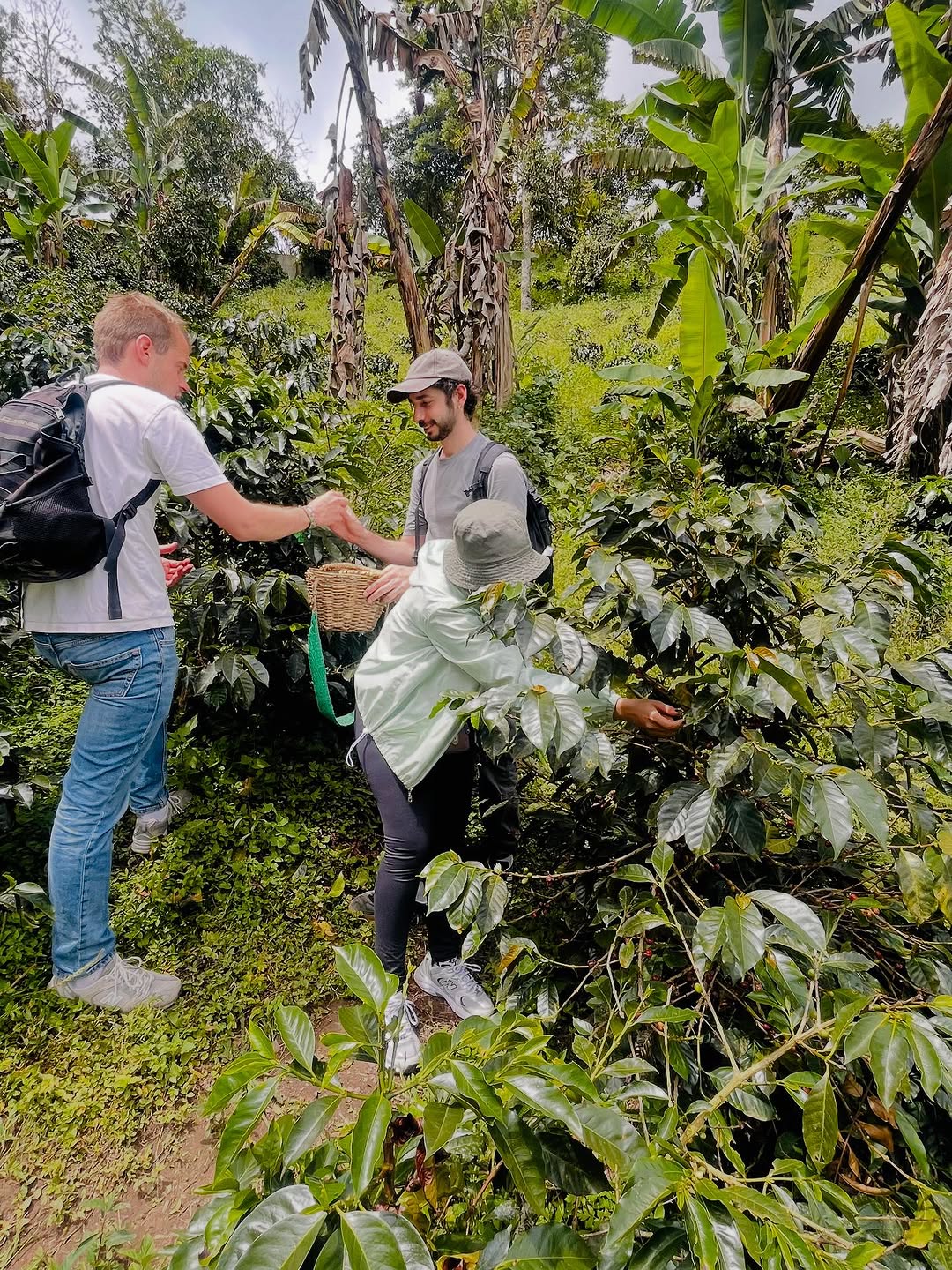 Tour de Café finca cafetera las Acacias